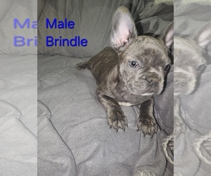 French Bulldog Puppy for sale in CLARKSVILLE, OH, USA