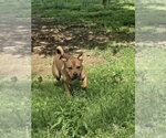 Small #2 Beabull