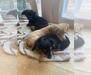 Chiweenie Puppy for sale in OMAHA, NE, USA