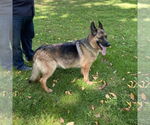 Small #4 German Shepherd Dog
