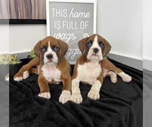 Boxer Puppy for sale in FRANKLIN, IN, USA