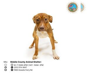 Huskies -Labrador Retriever Mix Dogs for adoption in Mobile, AL, USA