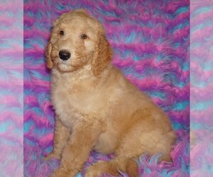 Labradoodle Puppy for sale in LA HABRA, CA, USA