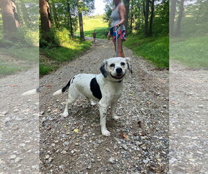 Beagle-Unknown Mix Dogs for adoption in Landenberg, PA, USA