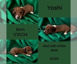 Puppy Yoshi Pug