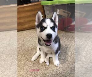 Siberian Husky Puppy for sale in PEEBLES, OH, USA
