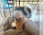 Small #2 Australian Shepherd