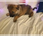 Small #2 German Shepherd Dog-Timber Wolf Mix