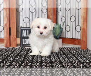 Maltese Puppy for sale in NAPLES, FL, USA