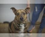 Jake (Drake) - Male Mutt Dog for Adoption - Small photo