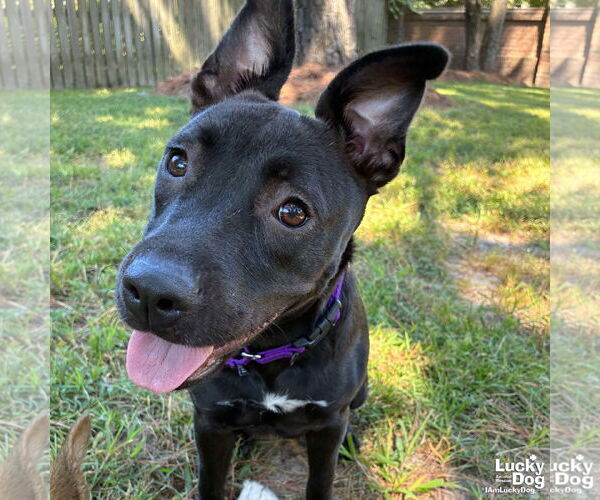 Medium Photo #2 Labrador Retriever-Retriever  Mix Puppy For Sale in Washington, DC, USA