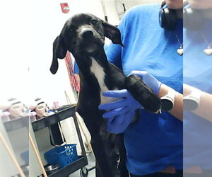 Labrador Retriever-Unknown Mix Dogs for adoption in Fayetteville, NC, USA