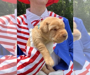 Labrador Retriever Puppy for Sale in NEOLA, West Virginia USA