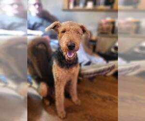 Mother of the Airedale Terrier puppies born on 12/11/2023