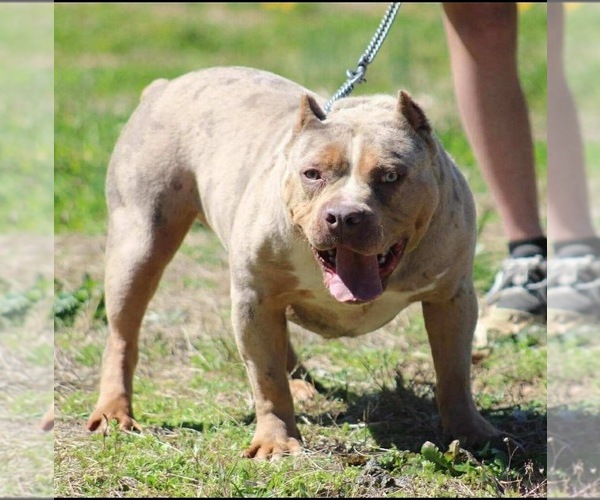 Full screen Photo #2 American Bully Puppy For Sale in ORANGEBURG, SC, USA