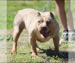 Small Photo #2 American Bully Puppy For Sale in ORANGEBURG, SC, USA