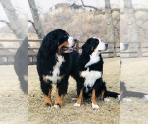 Bernese Mountain Dog Puppy for sale in BOUNTIFUL, UT, USA