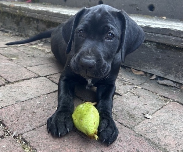 Medium Photo #5 German Shorthaired Lab Puppy For Sale in TACOMA, WA, USA