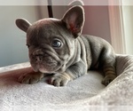Small Photo #1 French Bulldog Puppy For Sale in WARRENTON, VA, USA