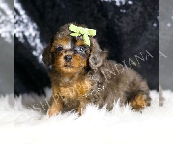 Medium Photo #3 Poodle (Miniature) Puppy For Sale in WARSAW, IN, USA