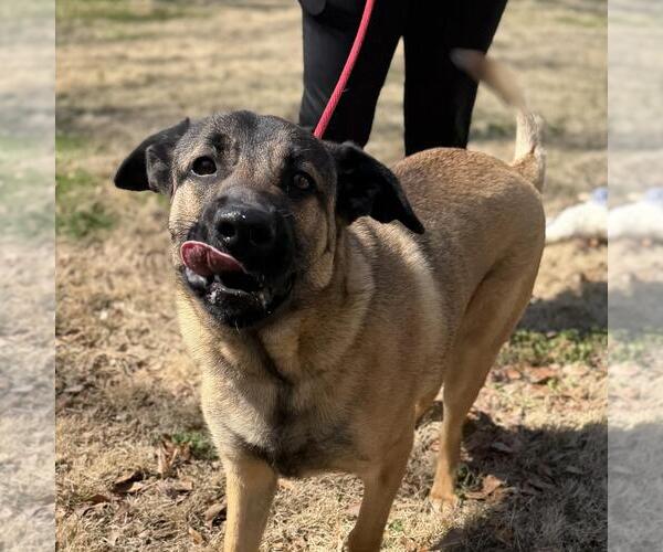 Medium Photo #2 Mutt Puppy For Sale in Yardley, PA, USA