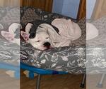 Small #9 Bulldog-Staffordshire Bull Terrier Mix