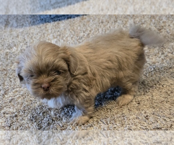 Medium Photo #4 Shih Tzu Puppy For Sale in CARLYLE, IL, USA