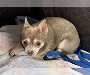 Chihuahua-Unknown Mix Dogs for adoption in Boonton, NJ, USA