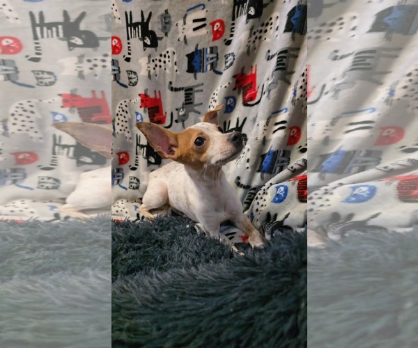 Medium Photo #1 Jack Chi Puppy For Sale in Oakhurst, NJ, USA
