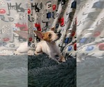 Small Jack Chi