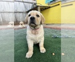 Puppy Athena Labrador Retriever