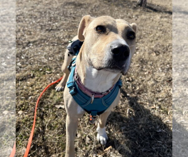 Medium Photo #46 Mutt Puppy For Sale in Fargo, ND, USA
