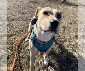 Kitchen - Female Mutt Dog for Adoption - Photo #46