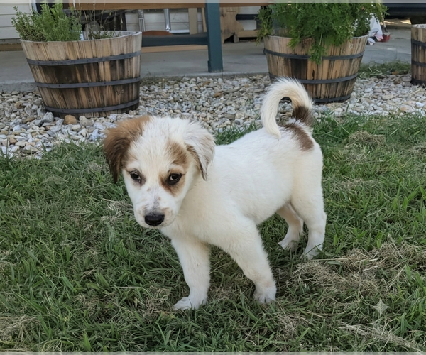 Medium Photo #4 Aussie Pyrenees Puppy For Sale in Dallas, TX, USA