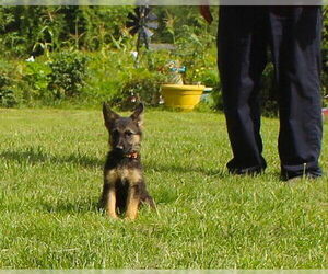 German Shepherd Dog Dogs for adoption in Holly Hill, SC, USA