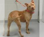 Small American Pit Bull Terrier
