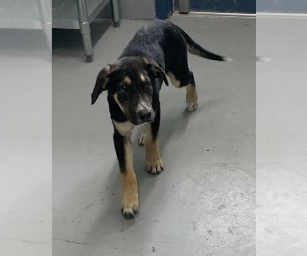 Medium Photo #1 German Shepherd Dog-Unknown Mix Puppy For Sale in Corpus Christi, TX, USA