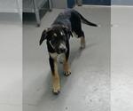 Small German Shepherd Dog Mix