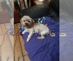 Small #4 Yorkshire Terrier