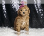 Small #2 Poodle (Toy)