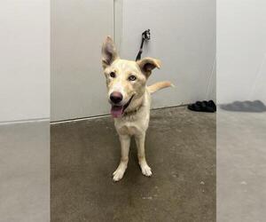 Huskies -Unknown Mix Dogs for adoption in Rosenberg, TX, USA