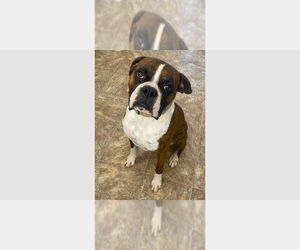 Medium Boxer