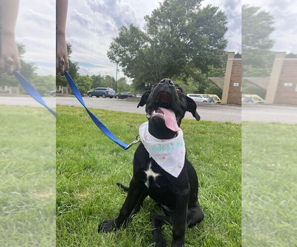 Medium Photo #12 Mutt Puppy For Sale in Candler, NC, USA