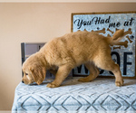 Small Photo #2 Golden Retriever Puppy For Sale in WAKARUSA, IN, USA