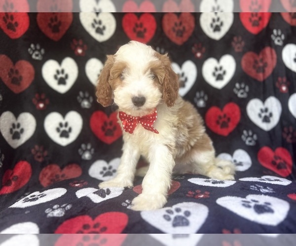 Medium Photo #6 Cavapoo Puppy For Sale in LAKELAND, FL, USA