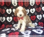 Small #5 Cavapoo
