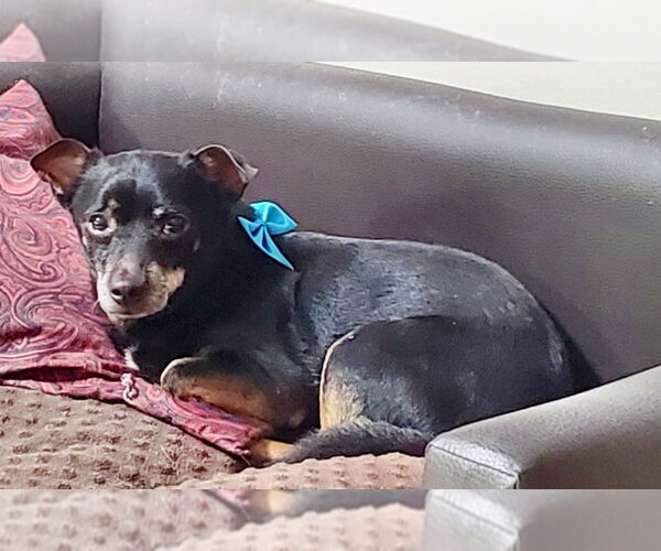 Medium Photo #6 Dachshund-Unknown Mix Puppy For Sale in Weston, FL, USA