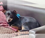 Small #5 Dachshund Mix