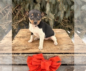 Rat Terrier Puppy for sale in MIDDLEBURY, IN, USA
