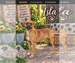 Boxer Dogs for adoption in Benton, PA, USA